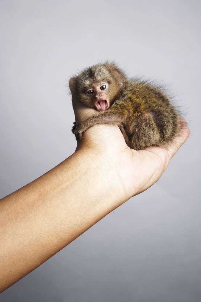 Image of a pygmy marmoset curdled in the palm of the hand, The pygmy marmoset is the smallest monkey in the world.