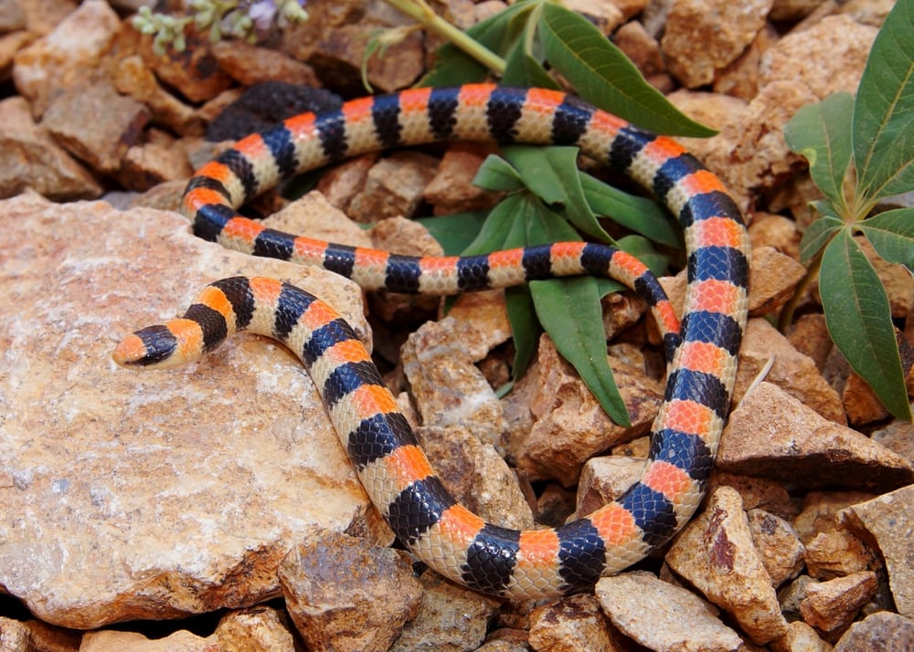 one of the Colorado snakes, the ground snake or sonora semiannulata, resting on a rocky dried ground
