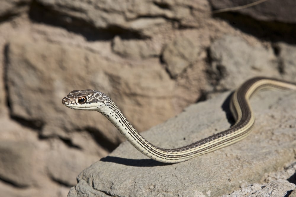 image  of a striped whipsnake slithering on a rock during a sunny day at Aztec Ruins National Monument