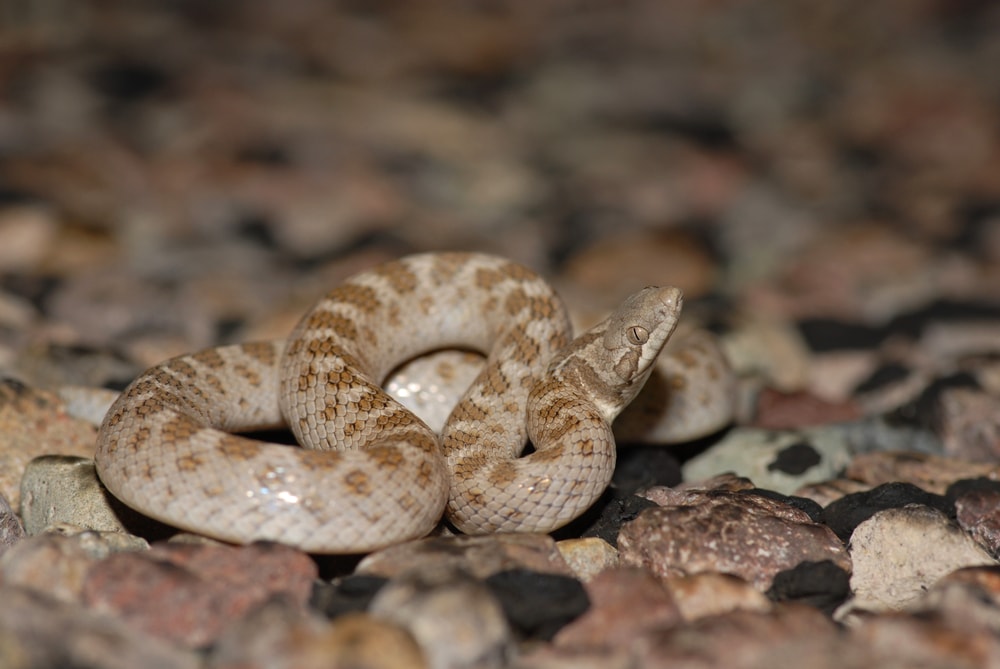 close up image of a texas night snake, one of the snakes in Colorado you can find  on grasslands and prairies, coiled on rocks