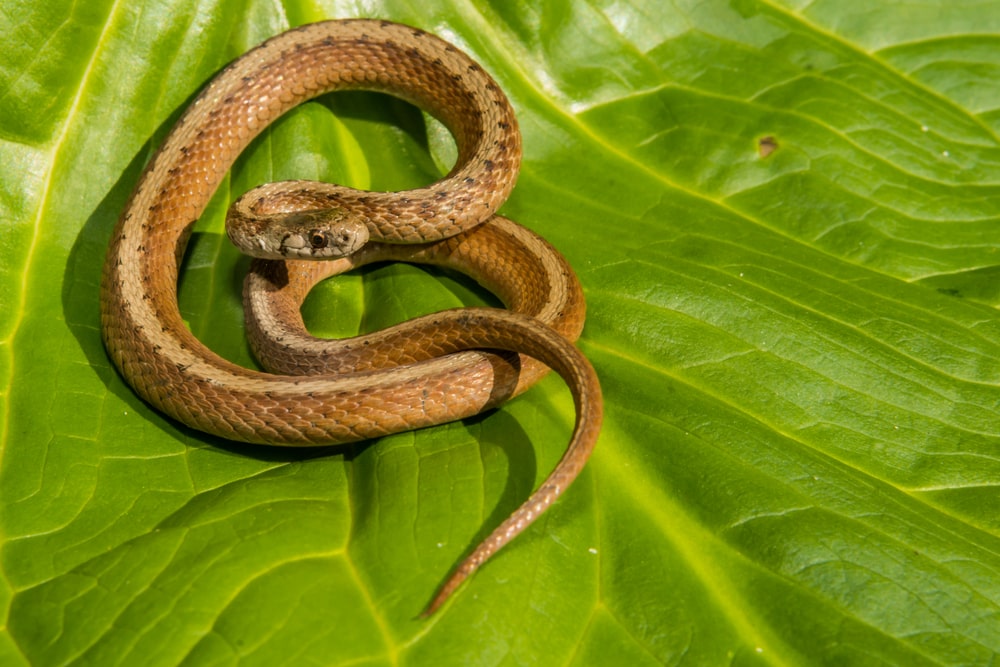 image of a brown snake coiled on top of a leaf