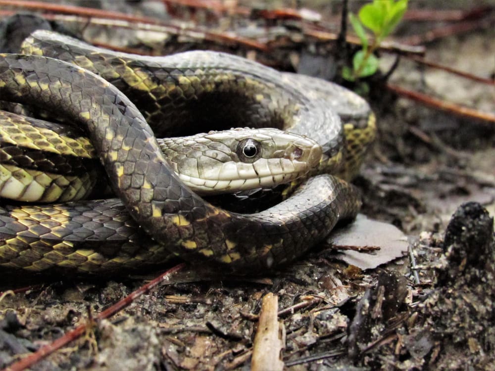 close up of a gray rat snake coiled on a moist soil