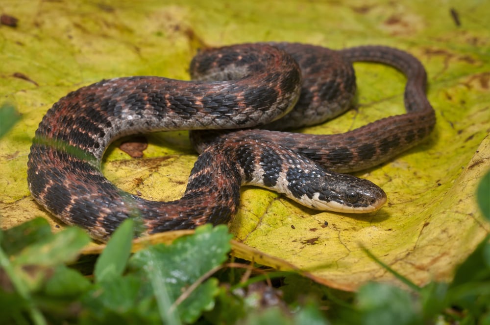 a Kirtland's snake resting on top of a yellow leaf