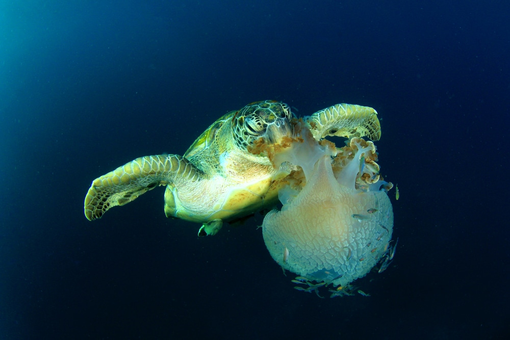 a green sea turtle eating a jellyfish underwater