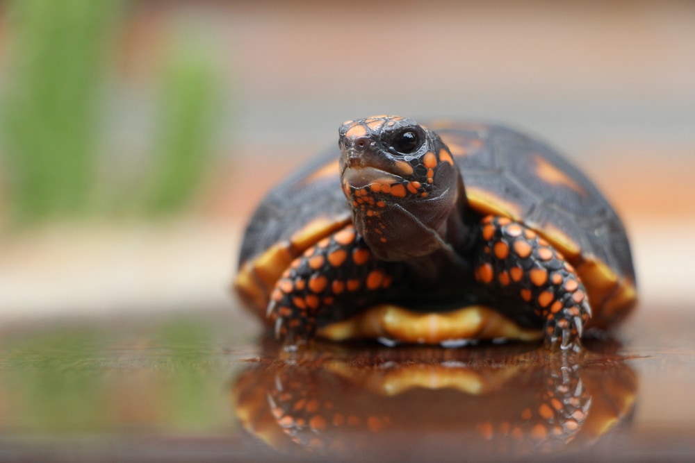 young Red-foot Tortoise (Chelonoidis carbonarius) is a species of tortoise from northern South America