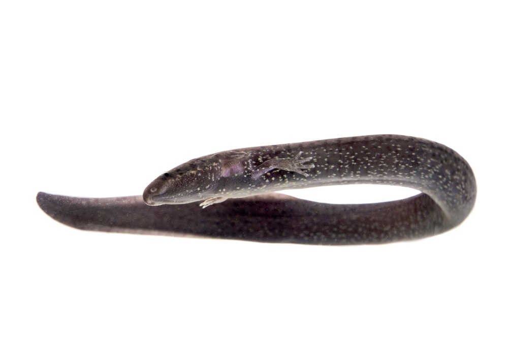 The greater siren, siren lacertina, isolated on white background