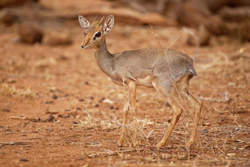 one of the smallest types of antelope, the Kirk's Dik-Dik standing on a savannah showing its small horns