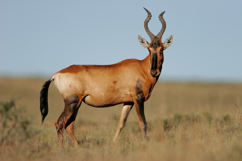image of a red hartebeest on a savannah in South Africa