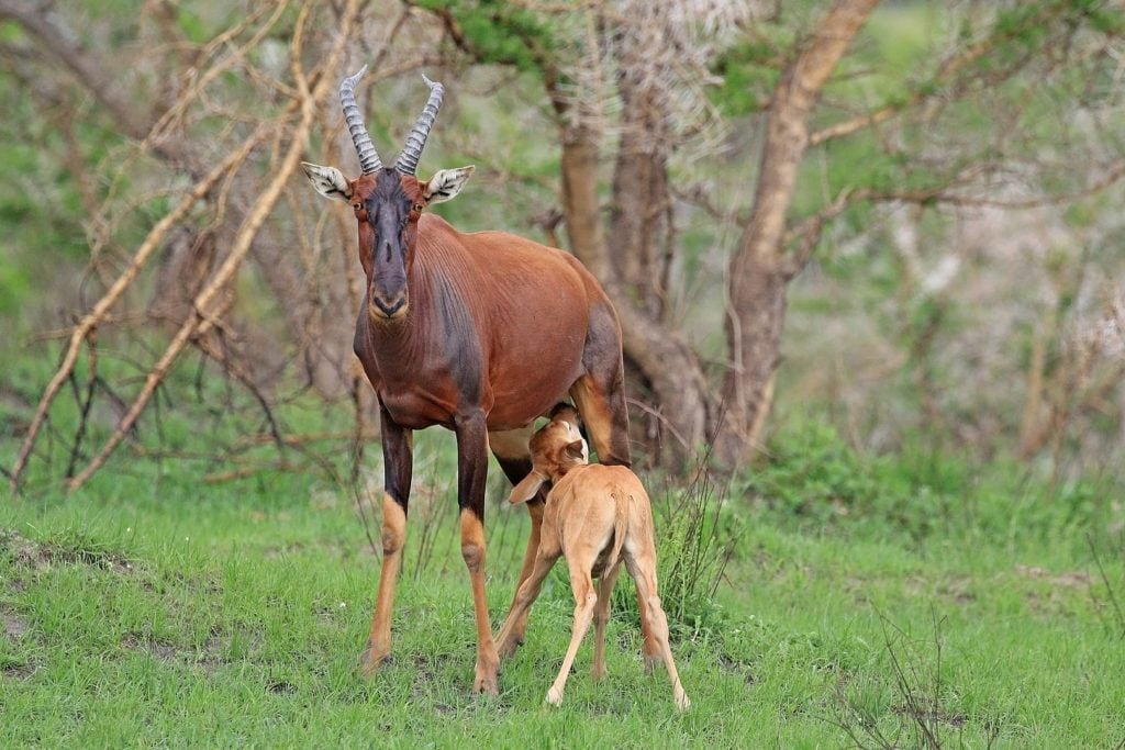 a mother and calf topi antelope in Queen Elizabeth National Park, Uganda