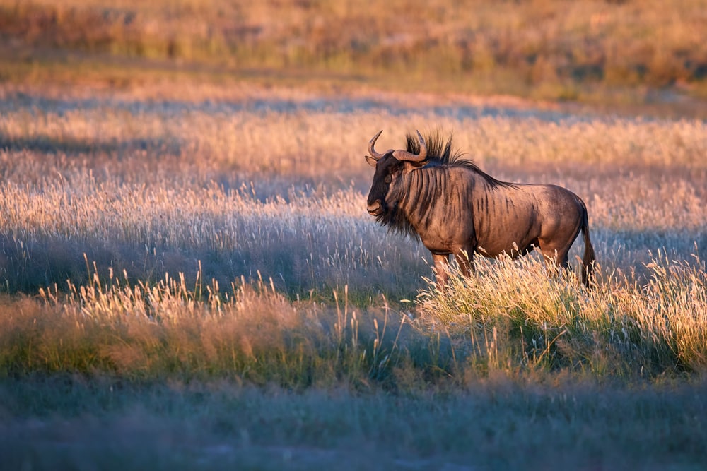 Blue wildebeest, a large type of antelope walking in dry grass at the Kalahari savanna.