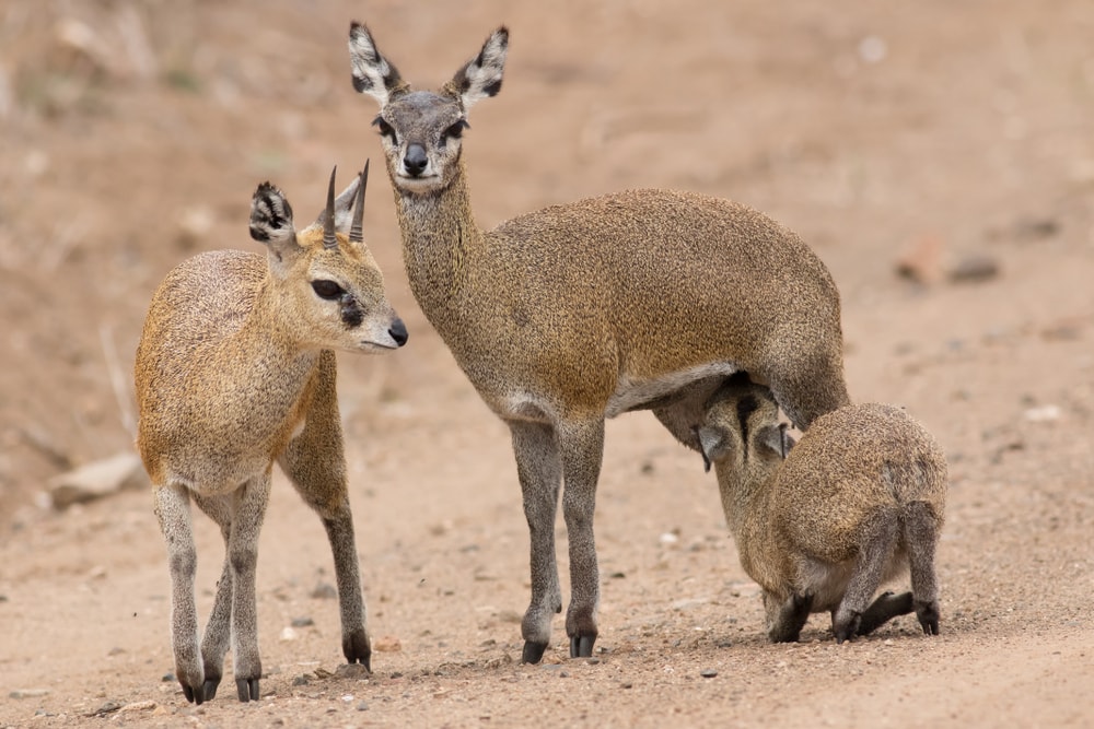 portrait of a family of Klipspringer antelope and a young klipspringer sucking milk