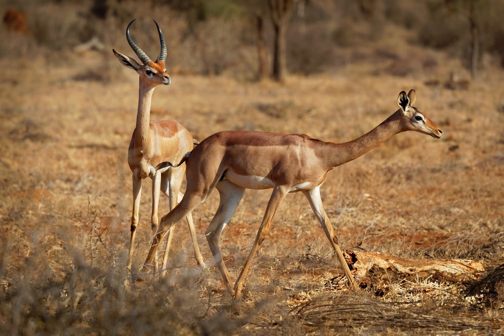 male and female gerenuk, also known as giraffe antelope on a savannah in Africa