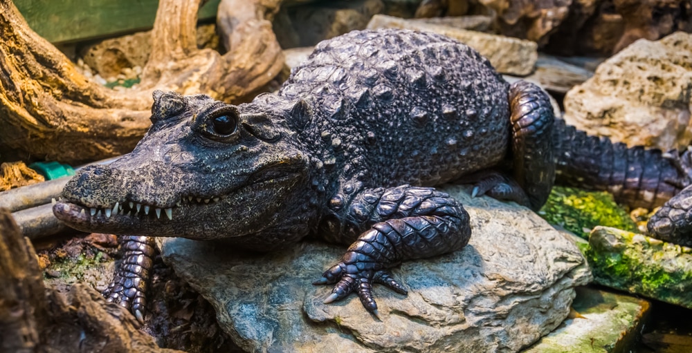 image of a dwarf crocodile, one of the vulnerable types of crocodiles