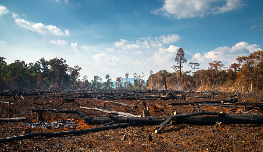 illegal wood burning and cutting causing damage to the environment