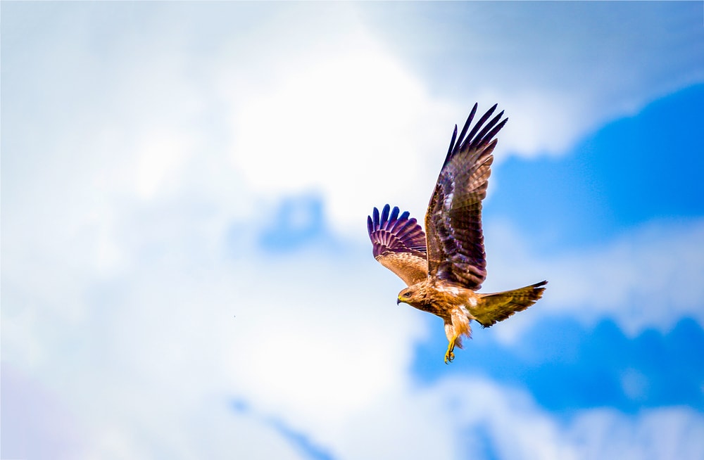 image of a hawk flying over the blue skies