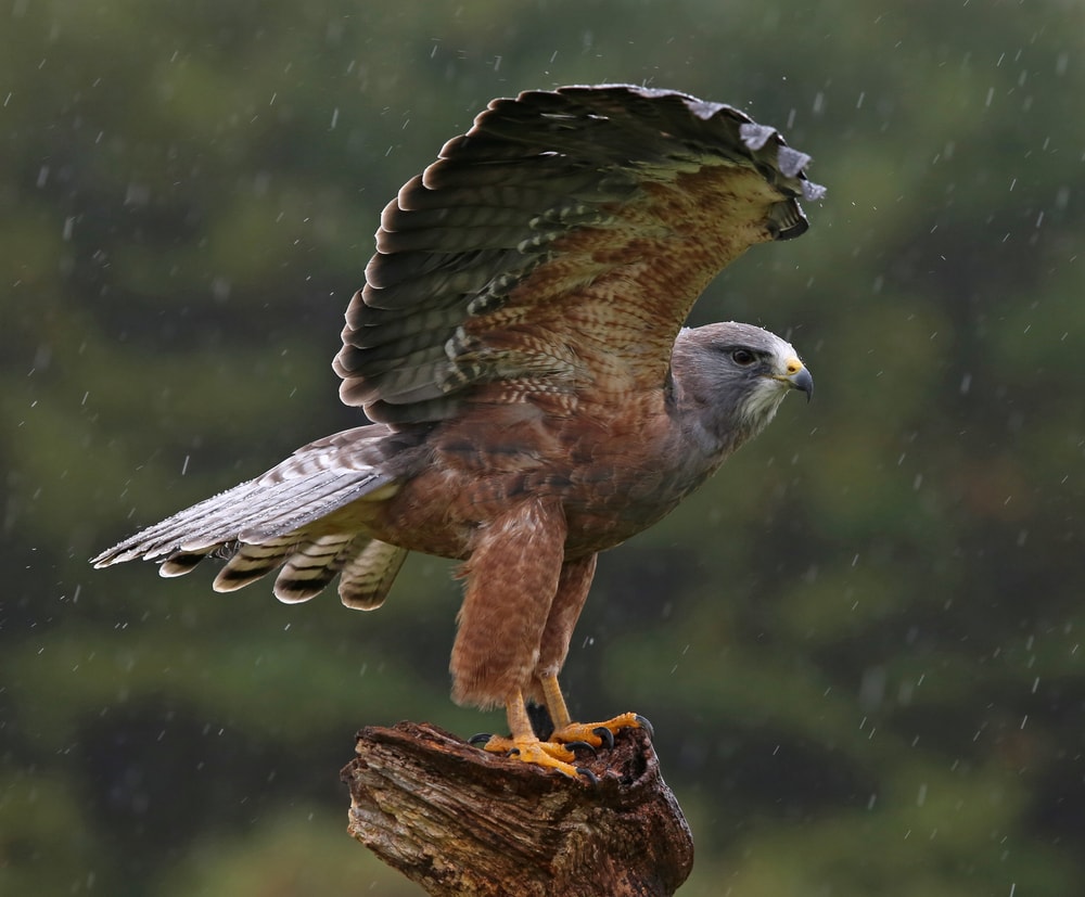 image of a Swainson's hawk perched on a wood stump with its wings opened