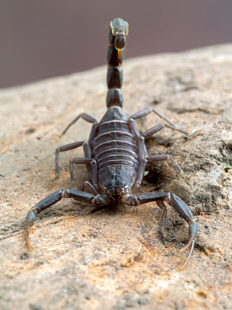 closeup image of Arabian fat-tailed scorpion venom standing on a stone