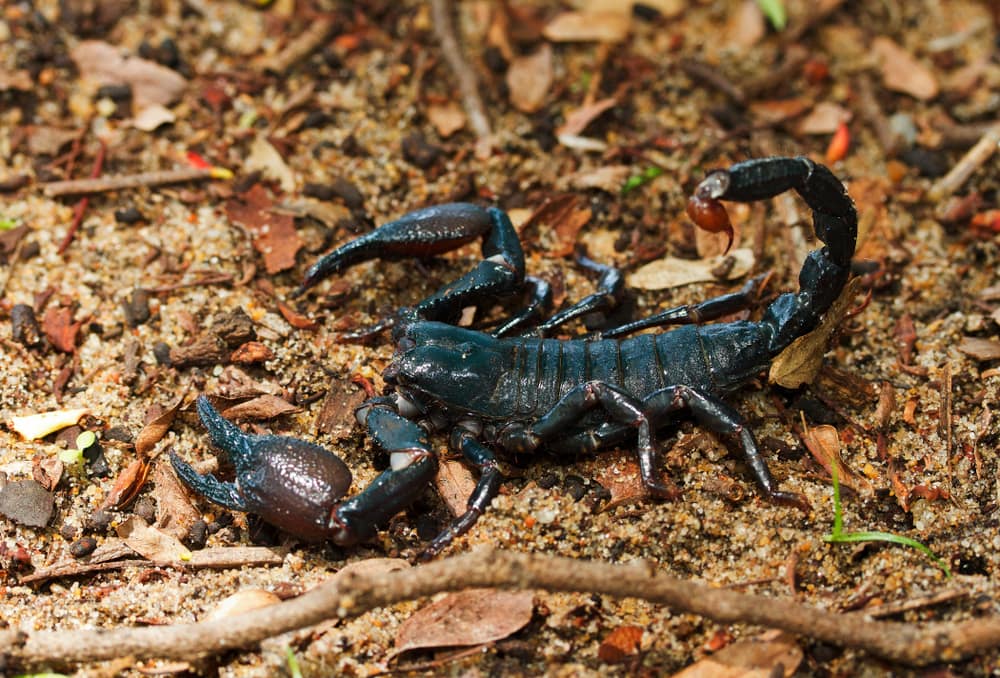 image of the Tanzanian Red-clawed Scorpion, it prefers moist forests such as the floors of the African Rainforest