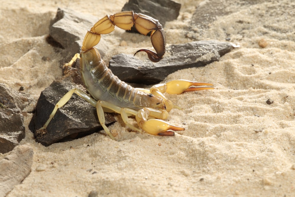 image of a yellow fat tail lying on a desert