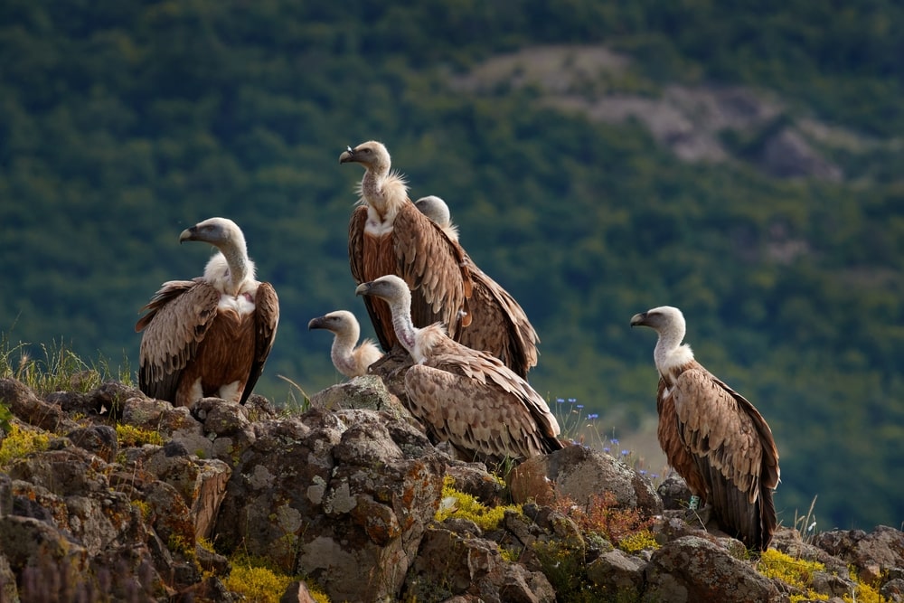 Griffon Vulture, Gyps fulvus sitting on rocky mountain in Madzarovo, Bulgaria,