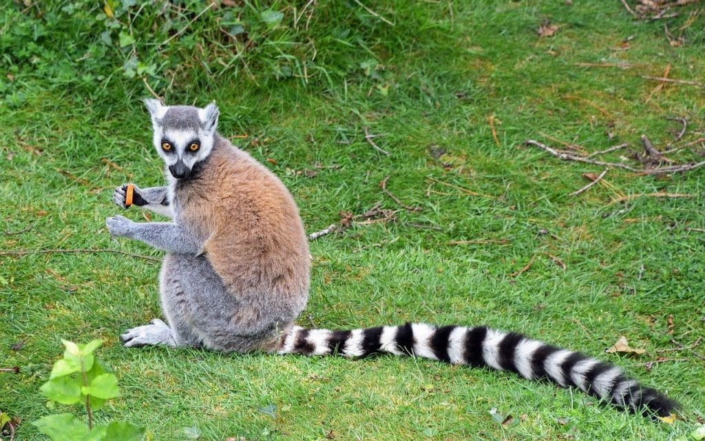 Animal with long tail looking at the camera