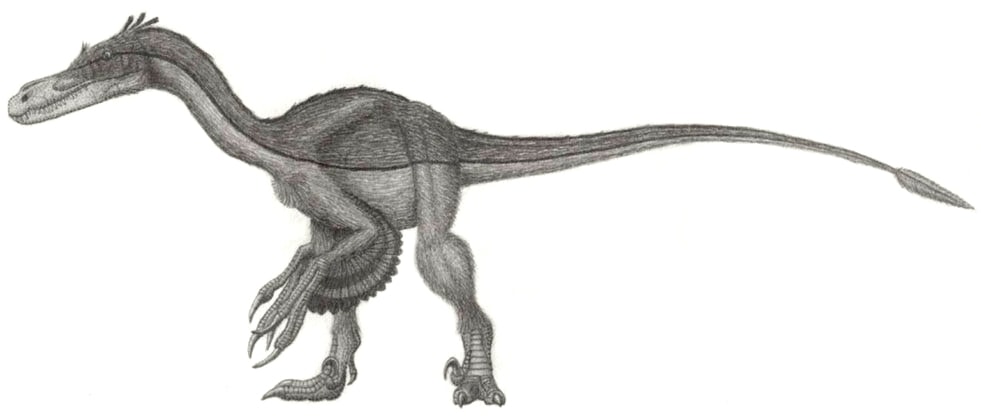 Drawing of a Velociraptor on white background