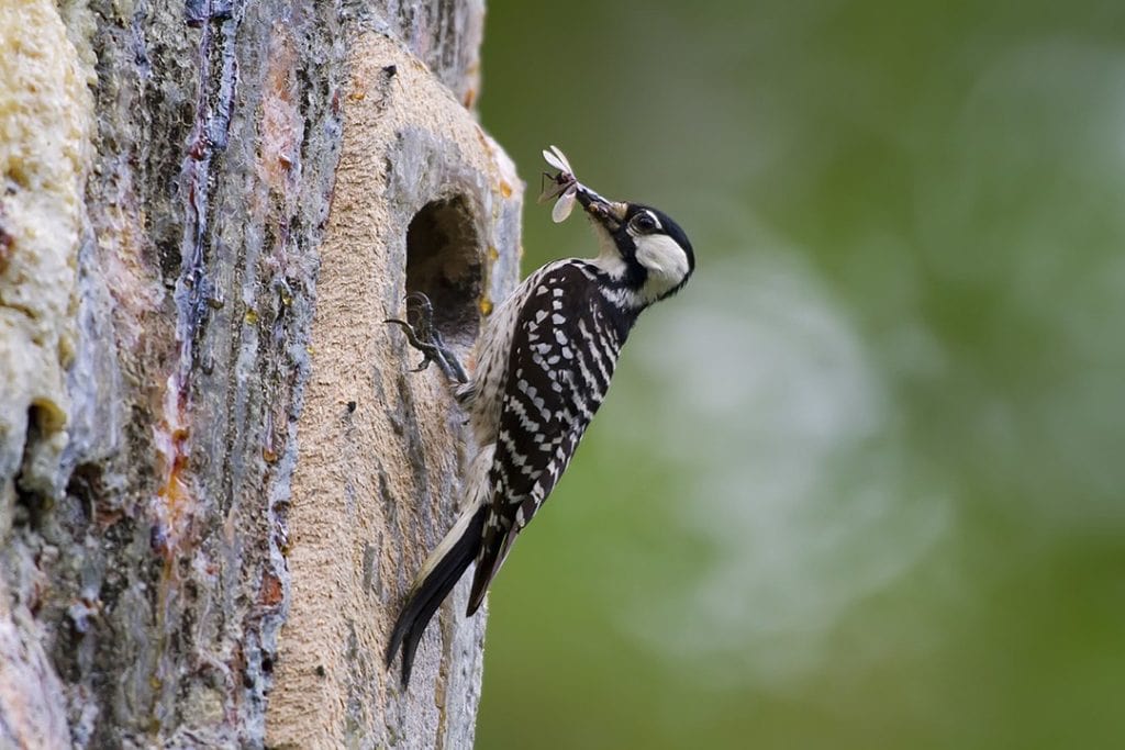 Red-cockaded Woodpecker (Dryobates borealis) pulling out an insect