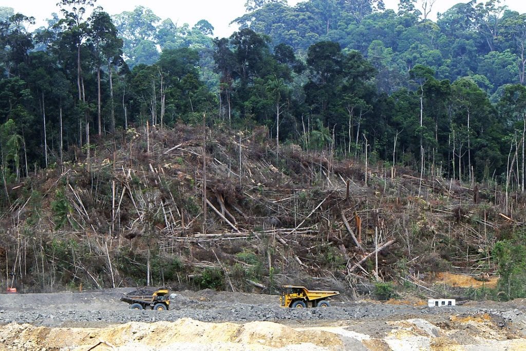 Humans tearing down the forest