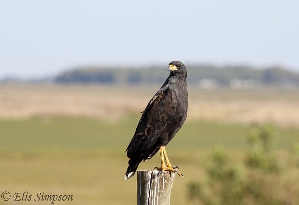 Great Black Hawk standing on a broken wood