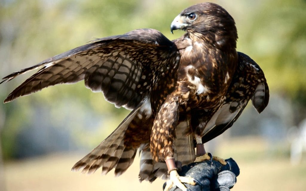 Short-tailed Hawk standing on a pole