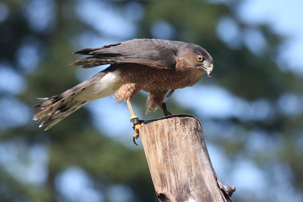Cooper’s Hawk tied on a pole of wood