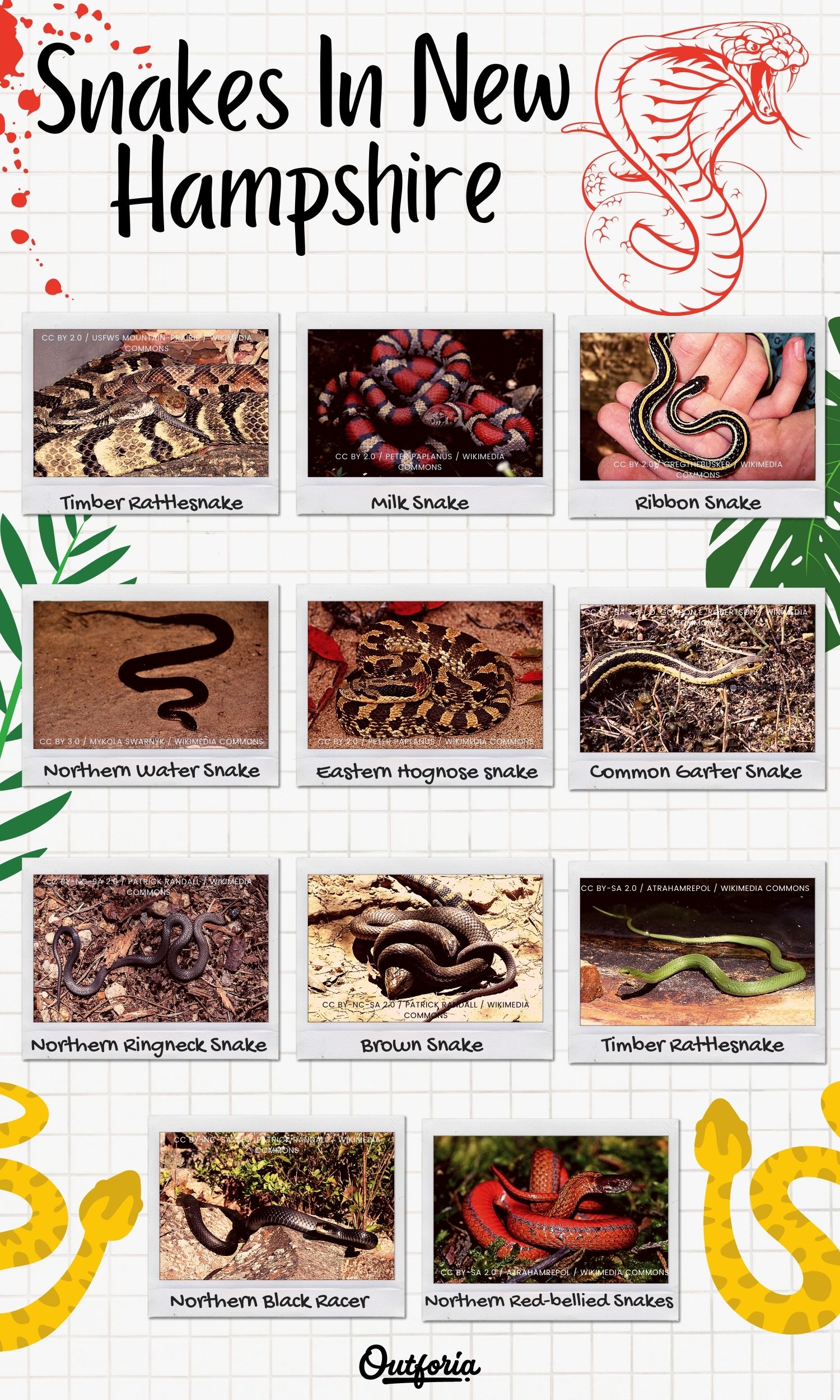 Chart of snakes species in New Hampshire