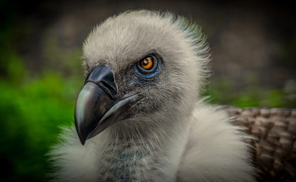 Close up shot of vulture's head