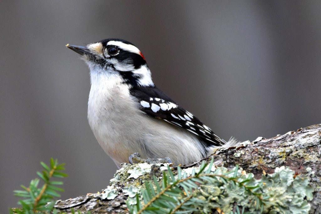 Downy Woodpecker shot below a wood
