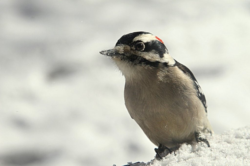Woodpecker standing on show