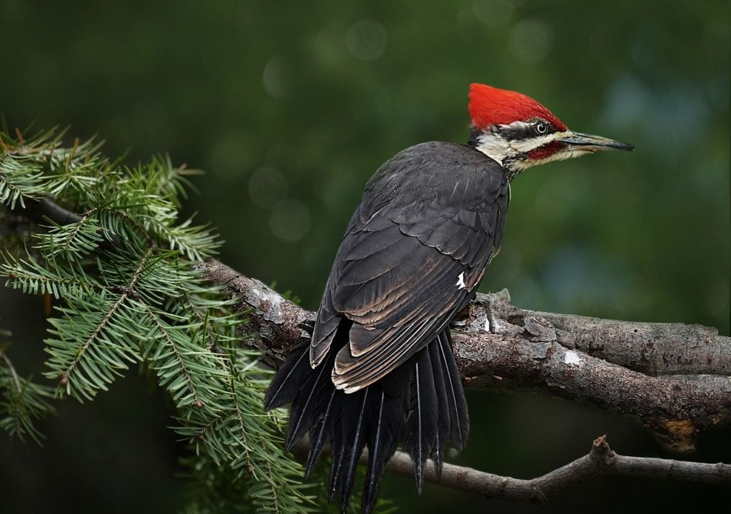 Pileated Woodpecker standing behind the camera