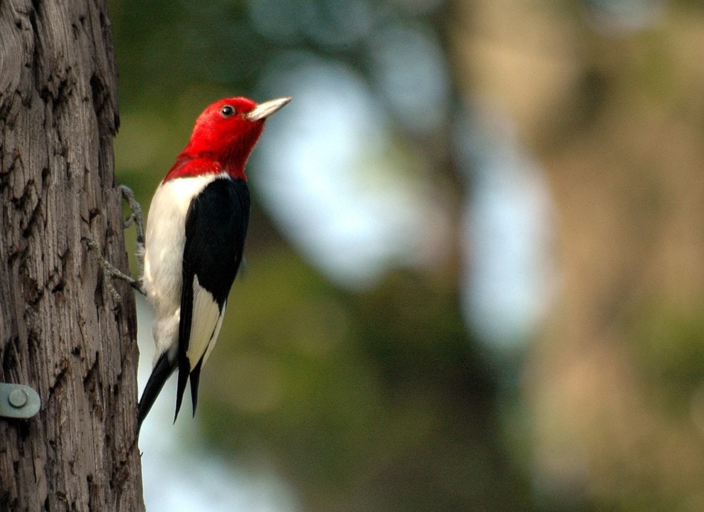 Red-Headed Woodpecker sticking on a tree