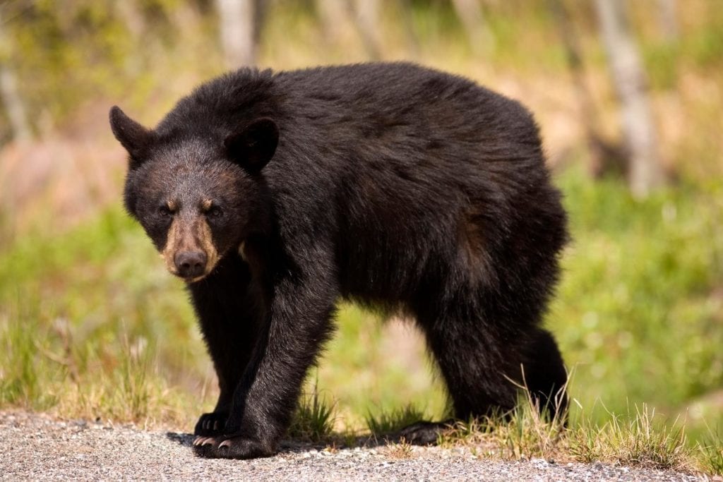 a black bear at the side of the road in Arizona