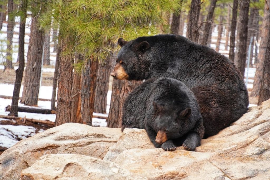 two black bears resting on top of a rock