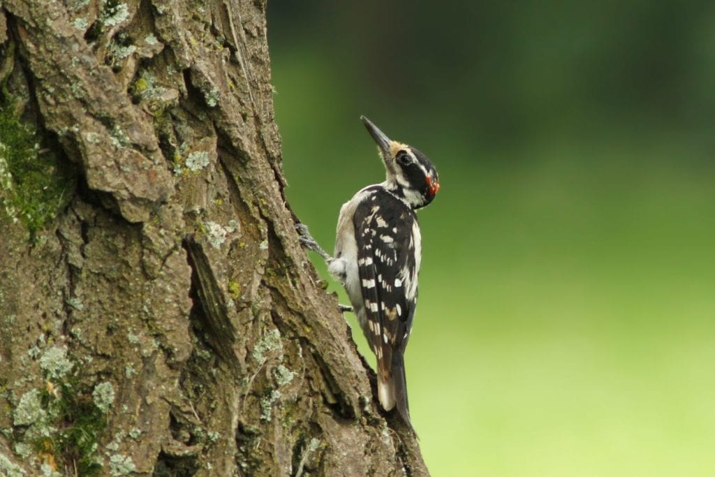 a downy woodpecker pecking a tree trunk