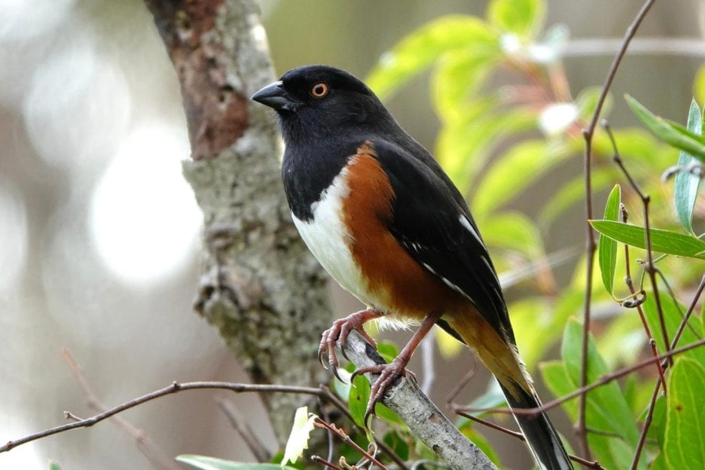 an eastern towhee peched on a tree branch