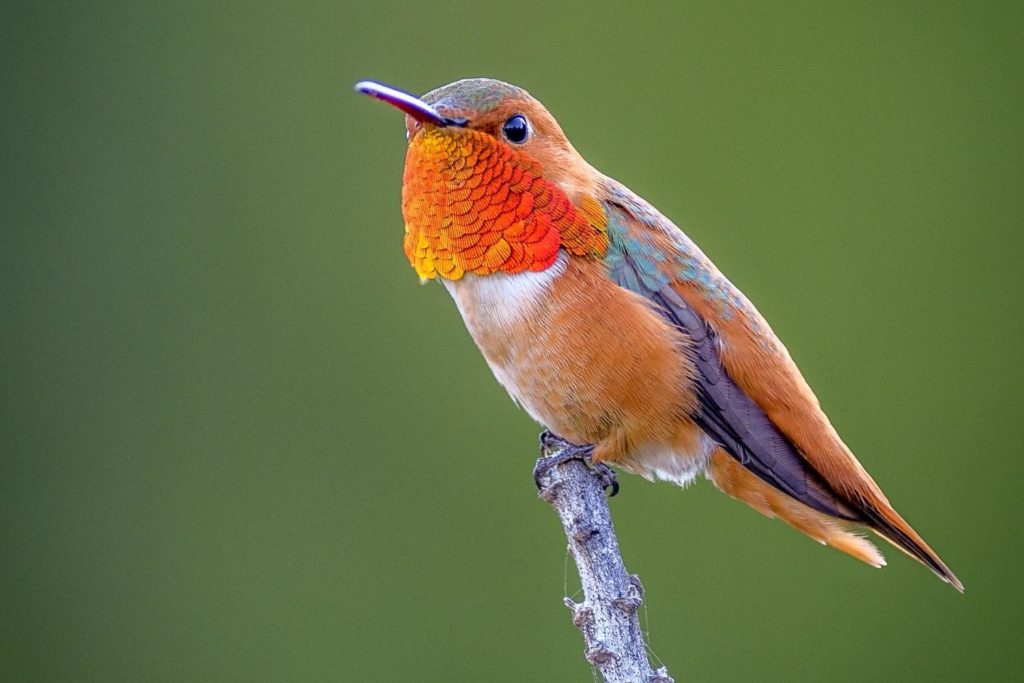an Allen's hummingbird perched on the tip of a tree branch on a green background