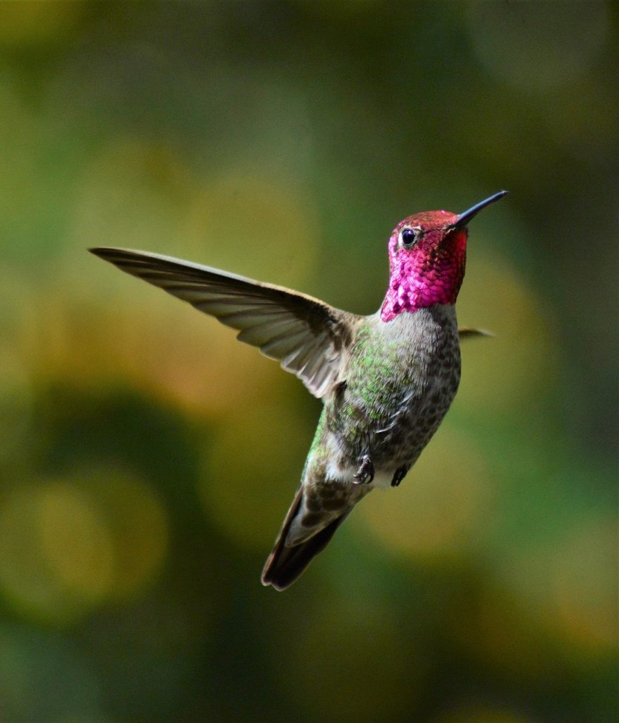 focused shot of Anna’s Hummingbird in flight