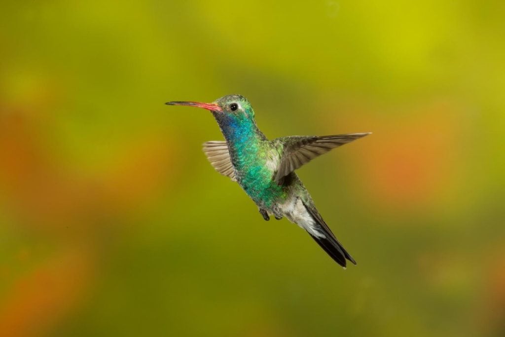 macro shot of a Broad-billed Hummingbird while flying