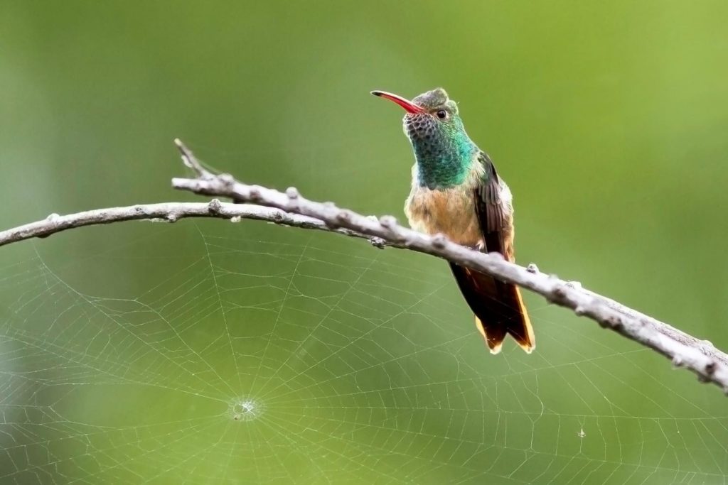 a buff bellied hummingbird perched on a tree branch with spiderweb
