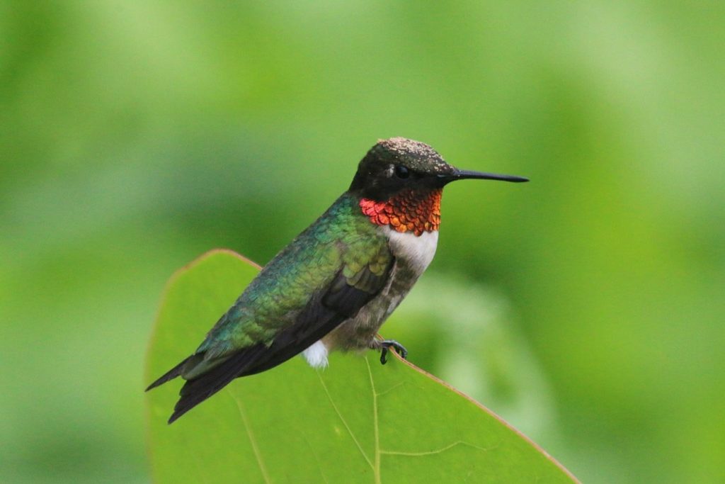 a ruby-throated hummingbird perched on a leaf