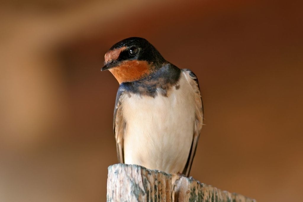 a barn shallow perched on a wooden post 