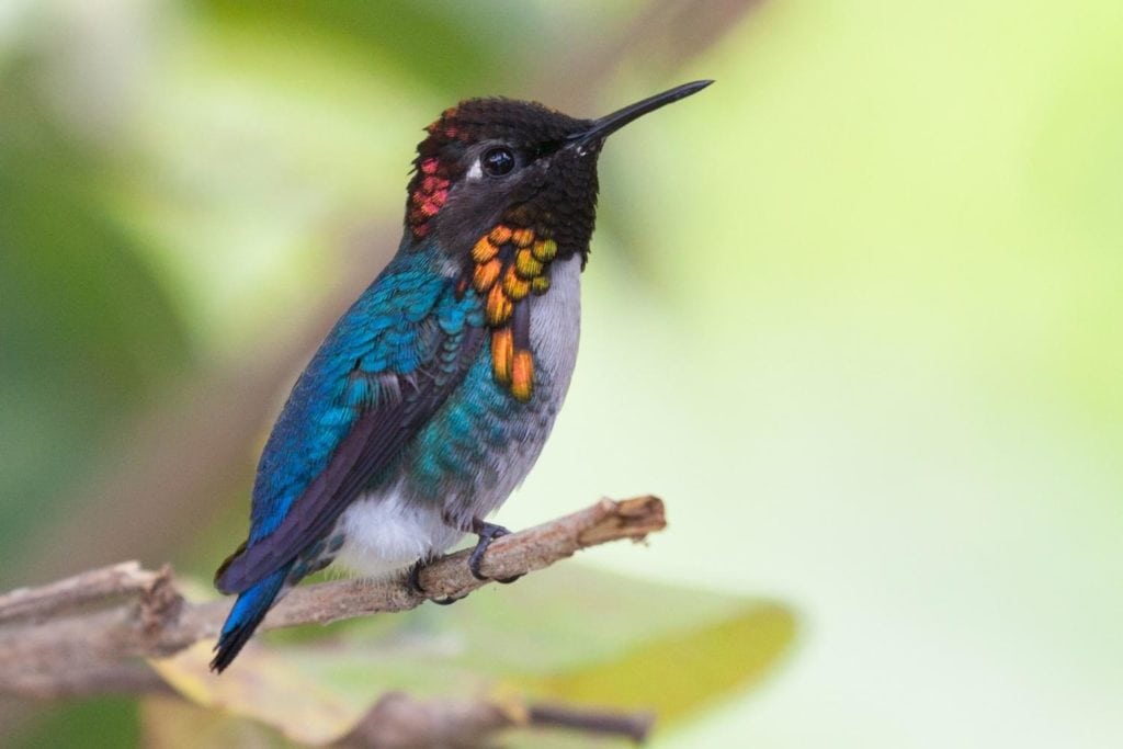 close up of a bee hummingbird, the smallest bird in the world