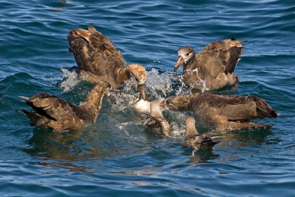 group of black-footed albatross feasting on a fish in the ocean