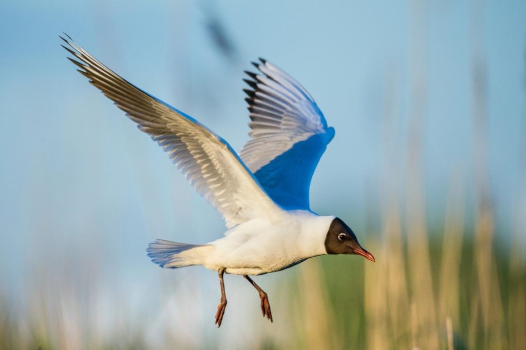 a black-headed gull flying over a marsh during sunset